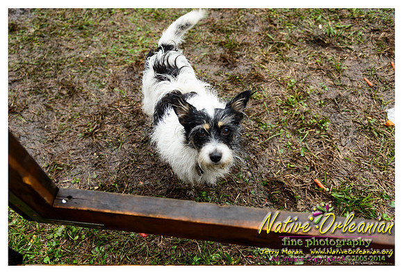 the_dogs_of_tbois_blues_fest__jm_040514_016