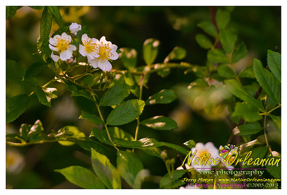 new_jersey_landscape_scenes_jm_060113_008