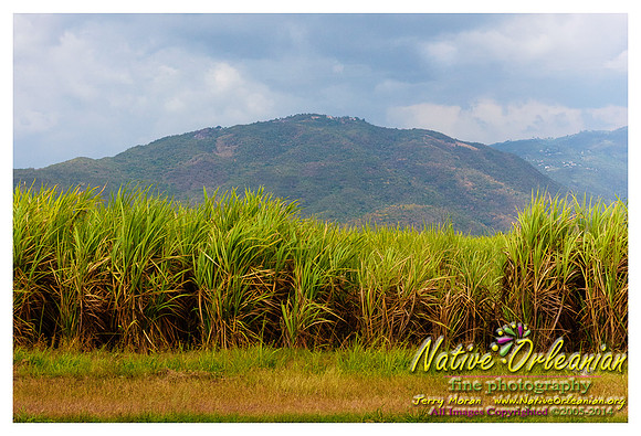 big_chief_monk_boudreaux_kingston_jamaica_jm_030714_011