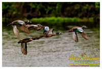 feathered_friends_jm_032313_006