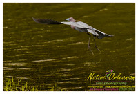 nofp_levee_birds_critters_jm_052913_011