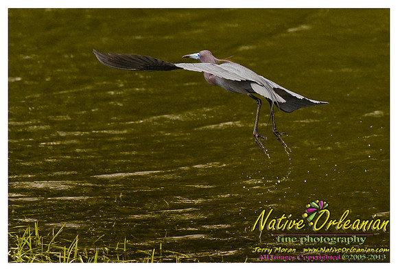 nofp_levee_birds_critters_jm_052913_011
