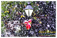 new_orleans_christmas_blizzard_jm_121108_005