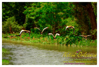nofp_levee_birds_critters_jm_052913_004