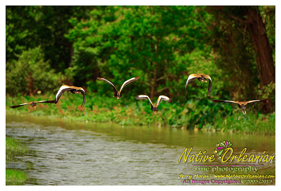 nofp_levee_birds_critters_jm_052913_004