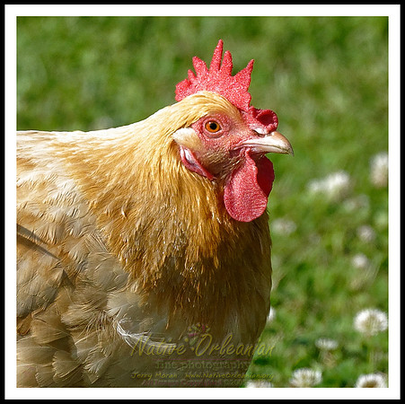 rooster_tbois_jm_031718_001