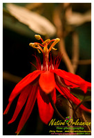 springtime_new_orleans_jm_040213_001