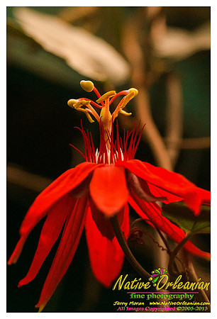 springtime_new_orleans_jm_040213_001