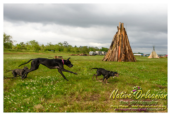 the_dogs_of_tbois_blues_fest__jm_040414_005
