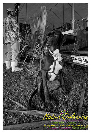 the_dogs_of_tbois_blues_fest__jm_040514_014