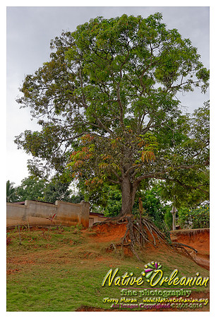 big_chief_monk_boudreaux_kingston_jamaica_jm_030714_020