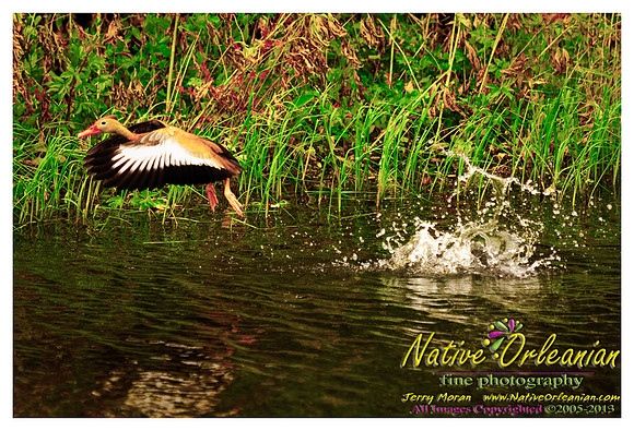 nofp_levee_birds_critters_jm_052913_001