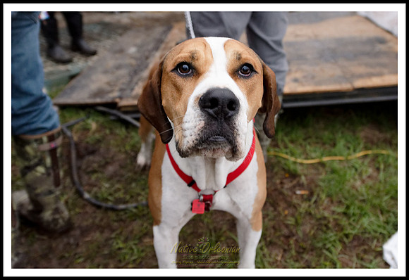 dogs_of_tbois_blues_fest_jm_031619_012