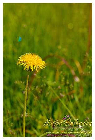 new_jersey_landscape_scenes_jm_060113_002