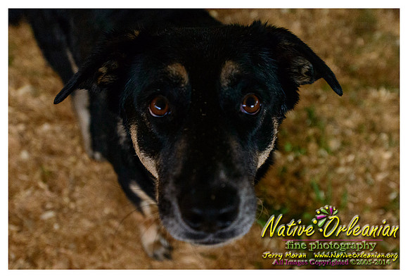 the_dogs_of_tbois_blues_fest__jm_040414_010