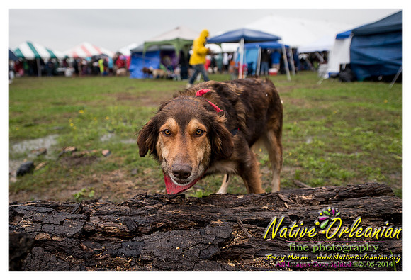the_dogs_of_tbois_blues_fest__jm_040514_013
