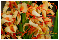 nofp_ginger_flower_jm_071013_002