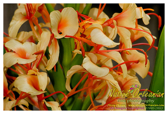 nofp_ginger_flower_jm_071013_002
