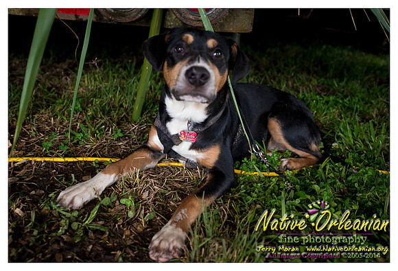 the_dogs_of_tbois_blues_fest__jm_040514_011